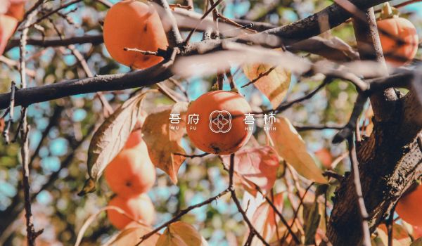 吾府喜柿｜吾家傳遞的暖意